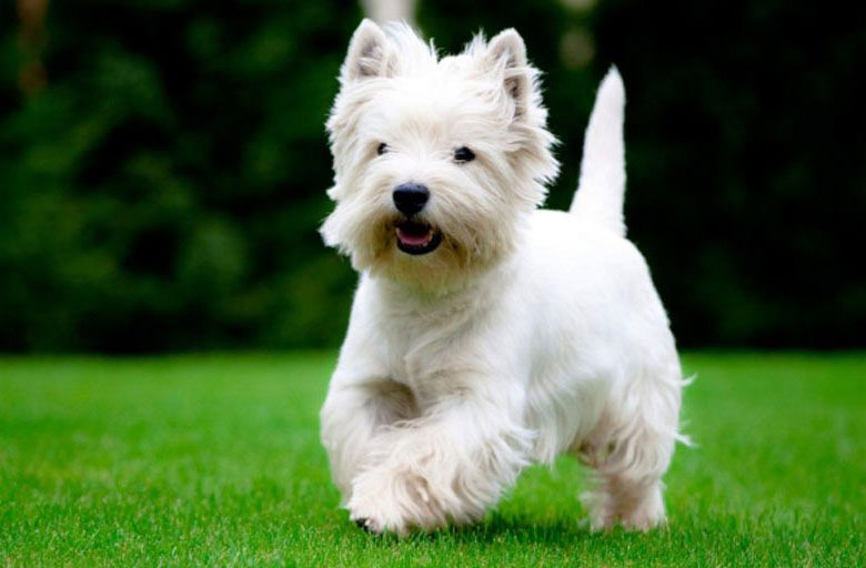 west highland white terrier
