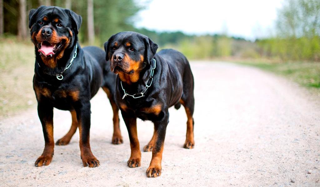 rotweiller