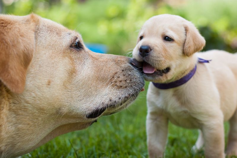 labrador retriver