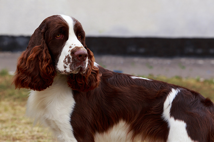 springer spaniel