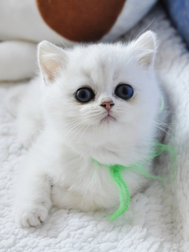 Котята Британской Короткошерстной — купить в Одессе