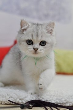 Котята Британской Короткошерстной — купить в Одессе