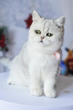 Котята Британской Короткошерстной — купить в Кропивницком