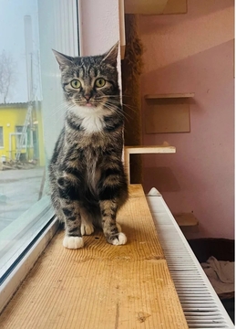 Котята Мейна-куна в добрые руки в Киеве