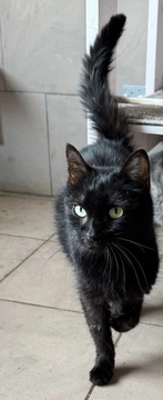 Котята Персидской Кошки в добрые руки в Киеве