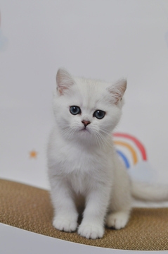 Котята Британской Короткошерстной — купить в Киеве