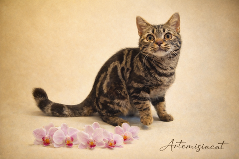 Котята Американской Короткошерстной Кошки — купить в Киеве