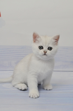 Котята Британской Короткошерстной — купить в Киеве