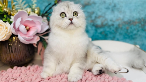 Котята Шотландской Вислоухой — купить в Киеве