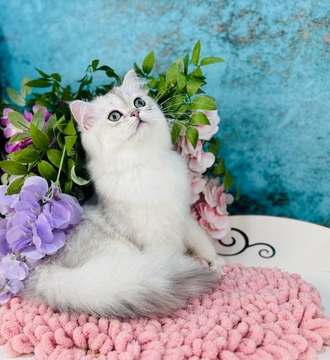 Котята Шотландской Вислоухой — купить в Киеве