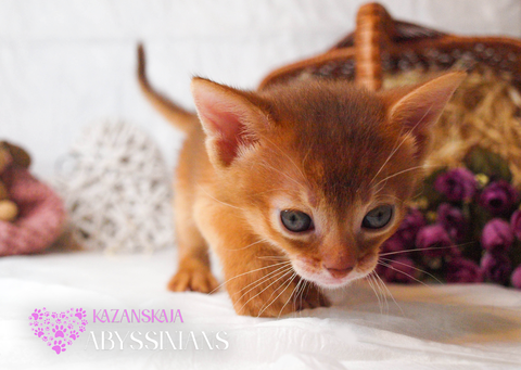 Котята Абиссинской Кошки — купить в Киеве