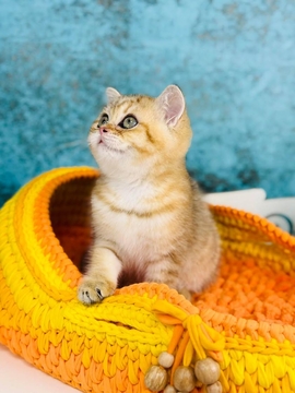 Котята Шотландской Вислоухой — купить в Киеве