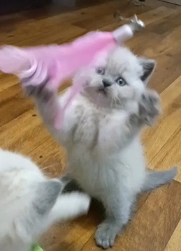Котята Скоттиш Страйта — купить в Днепре