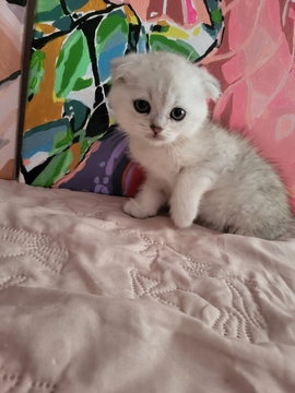 Котята Британской Короткошерстной — купить в Полтаве