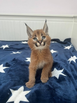 Котята Гаваны — купить в Бахчисарайе