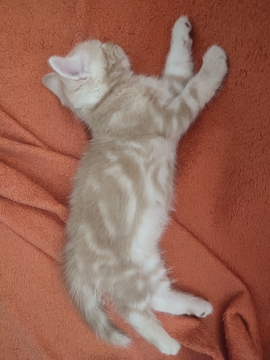 Котята Шотландской прямоухой кошки — купить в Лозовой