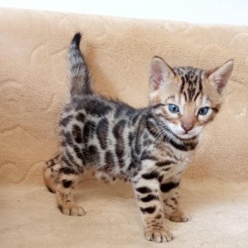 Котята Бенгальской Кошки — купить в Киеве