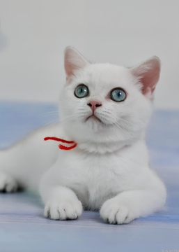 Котята Британской Короткошерстной — купить в Одессе