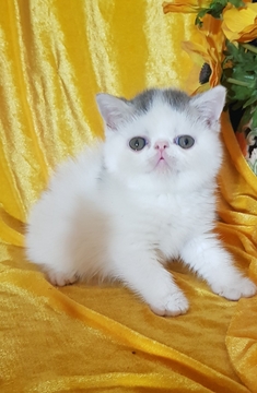 Котята Экзотической Короткошерстной — купить в Киеве