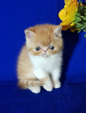 Котята Экзотической Короткошерстной — купить в Киеве