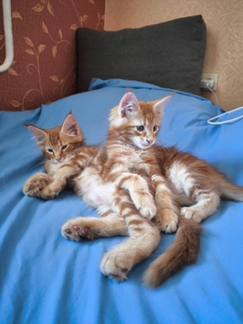 Котята Мейна-куна — купить в Черкассах