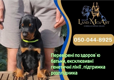 Щенята Добермана — купити у Києві