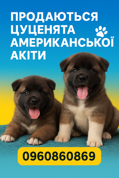 Щенята Акіти — купити у Нікополі