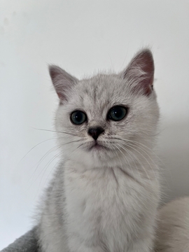 Котята Шотландской прямоухой кошки — купить в Киеве