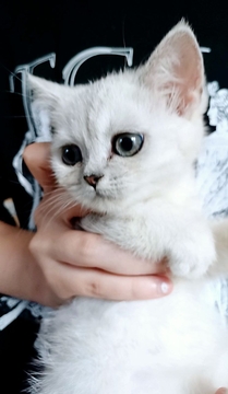 Котята Шотландской прямоухой кошки — купить в Львове