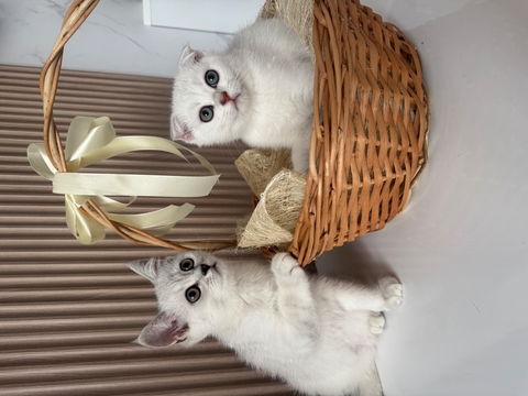 Котята Шотландской Вислоухой — купить в Киеве