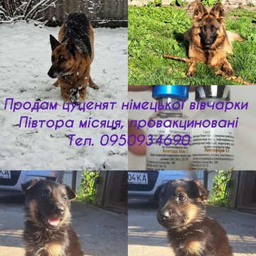 Щенята Німецької вівчарки — купити у Якимівці