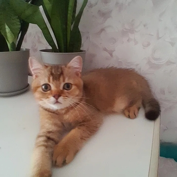 Котята Скоттиш Страйта — купить в Виннице