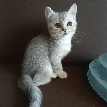Котята Скоттиш Страйта — купить в Виннице
