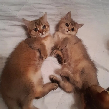 Котята Скоттиш Страйта — купить в Виннице