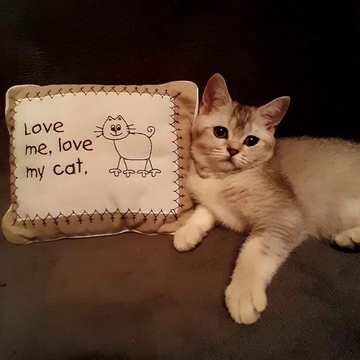 Котята Скоттиш Страйта — купить в Виннице