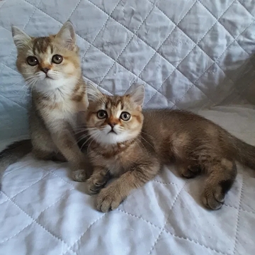 Котята Скоттиш Страйта — купить в Виннице