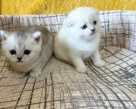 Котята Шотландской Вислоухой — купить в Харькове