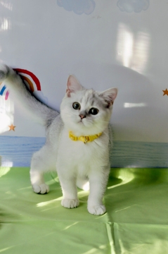 Котята Британской Короткошерстной — купить в Киеве