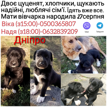 Щенки Немецкой овчарки в добрые руки в Днепре