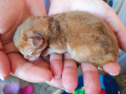 Котята Абиссинской Кошки — купить в Ужгороде