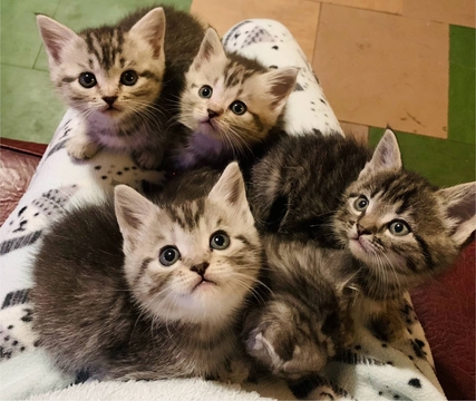 Котята Мейна-куна — купить в Днепре