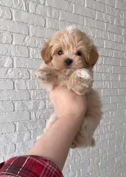 Щенки Мальтипу — купить в Киеве