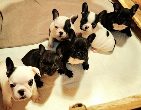 Щенята Французького бульдога — купити у Києві