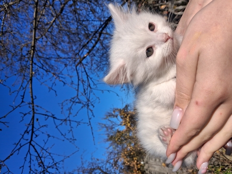 Продаж кошенят Као-мані — Києві