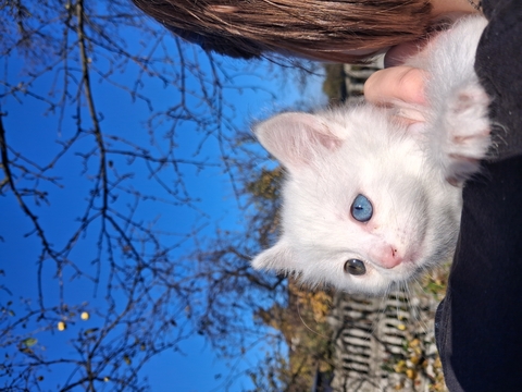 Котята Као-мани — купить в Киеве