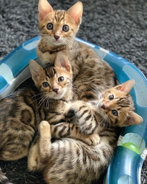 Котята Бенгальской Кошки — купить в Ждановке