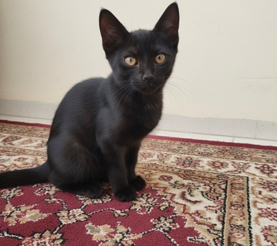 Котята Абиссинской Кошки в добрые руки в Николаеве
