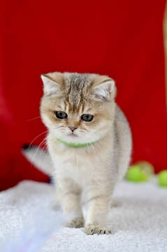 Котята Британской Короткошерстной — купить в Одессе