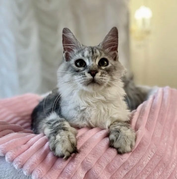 Котята Мейна-куна — купить в Украинке