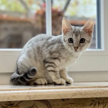 Котята Бенгальской Кошки — купить в Украинке
